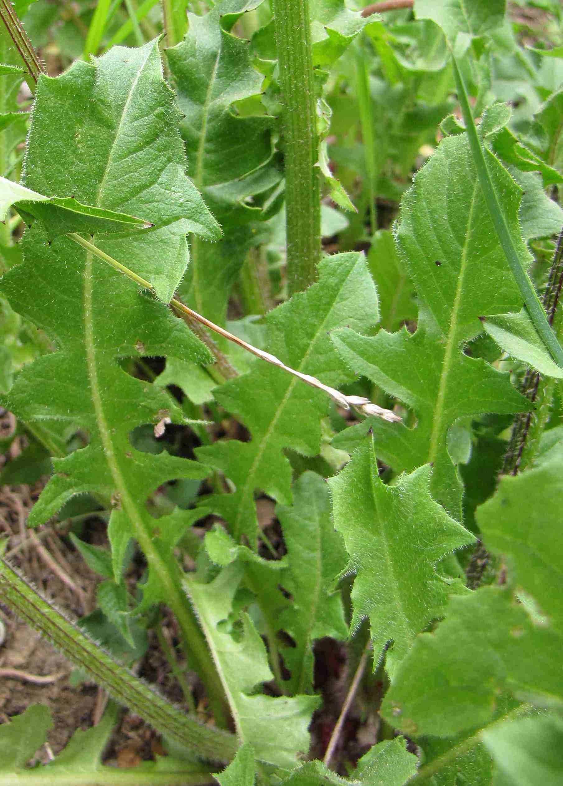 Crepis vesicaria